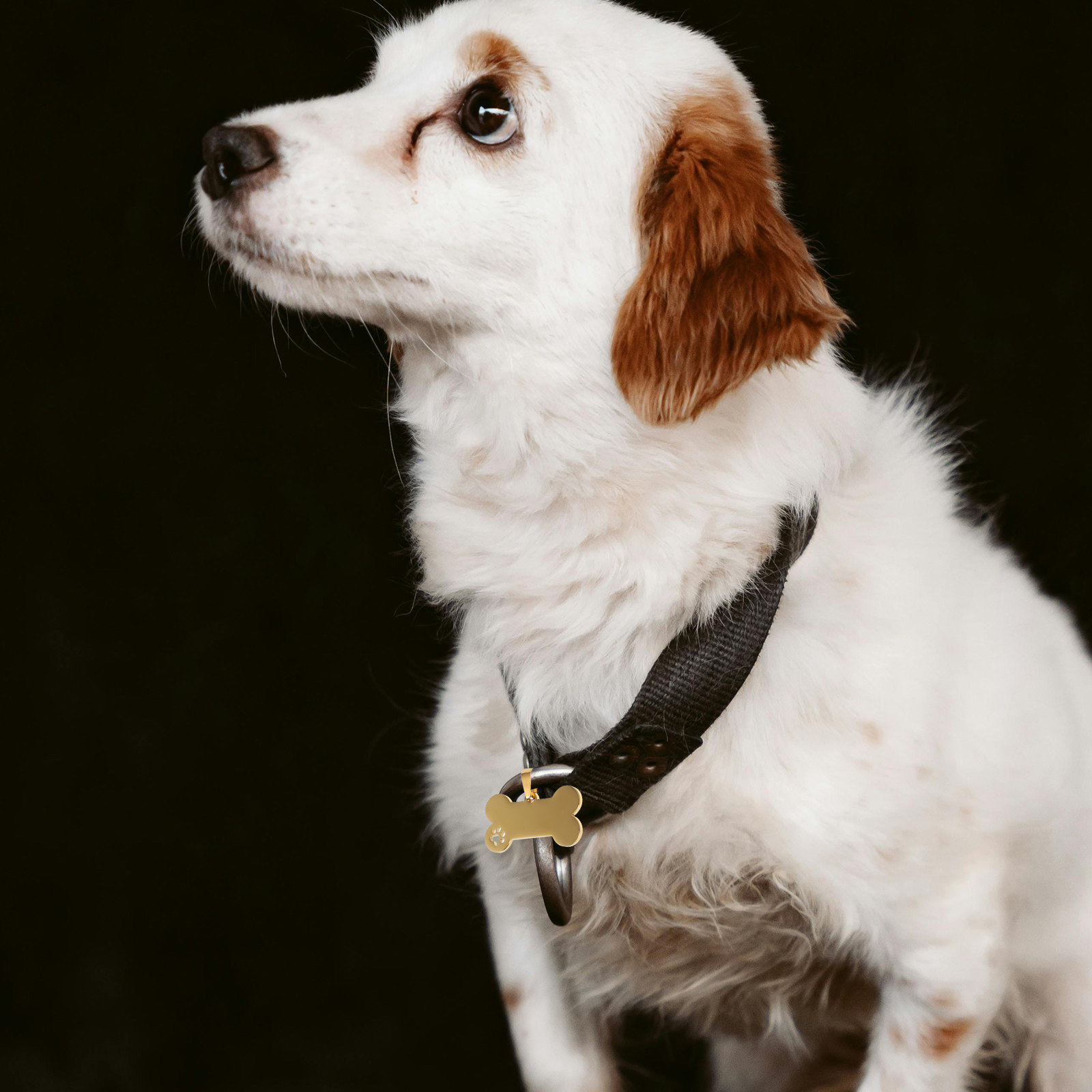 ป้ายชื่อสุนัขสแตนเลสแบบเปล่า 4 - Pet Supplies Online บทวิจารณ์และราคา