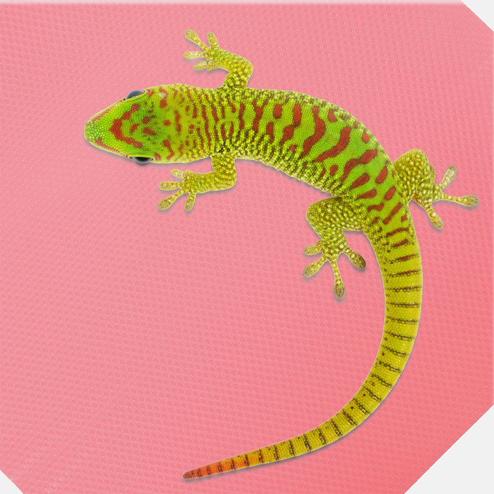 แผ่นรองพื้นสำหรับสัตว์เลื้อยคล - Cat Litter Mat บทวิจารณ์และราคา